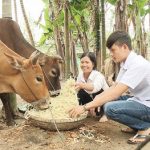 Trà Dr Thanh hỗ trợ hàng ngàn con bò cho người dân xóa đói giảm nghèo