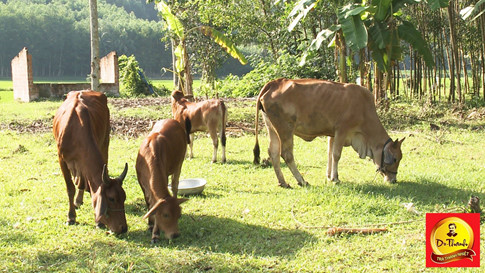 Những con bò của chương trình Lục lạc vàng đã mở ra cánh cửa thoát nghèo cho nhiều hộ gia đình