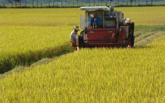 Thu hoạch lúa giống hàng hóa bằng máy gặt liên hợp tại Công ty cà phê 719.