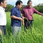 Bạc Liêu: Kỳ vọng vào hạt gạo ngon nhất thế giới