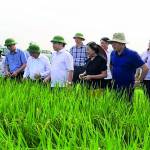 Công ty CP Giống-Vật tư Nông nghiệp Công nghệ cao Việt Nam: Doanh nghiệp khoa học và công nghệ uy tín