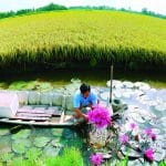 Huyện Hồng Dân: Đẩy mạnh tái cơ cấu sản xuất nông nghiệp theo hướng hiệu quả và bền vững
