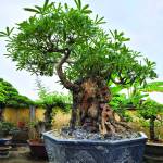 Bộ sưu tập Bonsai “khủng”của doanh nhân, nghệ nhân Dương Thanh Bình