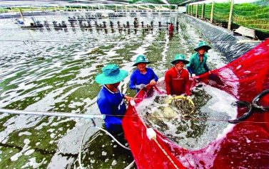 Huyện Đông Hải: Thi đua làm giàu từ biển