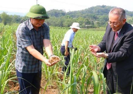 Thanh Hóa: Vùng mía Lam Sơn tăng tốc “gặt tín chỉ carbon”