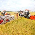 Tăng cường sản xuất, xuất khẩu và ổn định thị trường gạo Việt Nam