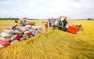 Tăng cường sản xuất, xuất khẩu và ổn định thị trường gạo Việt Nam