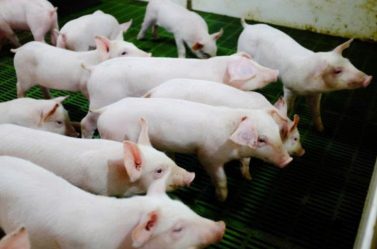 Nông nghiệp Hòa Phát (HPA) chuẩn bị chào bán 30 triệu cổ phiếu lần đầu ra công chúng