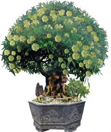 Tác phẩm cây hoa Sữa Đại cổ đầu rồng: Báu vật gia bảo của nghệ nhân Dương Thanh Bình