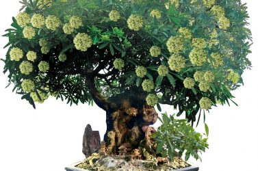 Tác phẩm cây hoa Sữa Đại cổ đầu rồng: Báu vật gia bảo của nghệ nhân Dương Thanh Bình