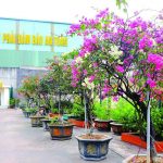 Công ty Tuyển than Hòn Gai: “Xanh hóa” giữa lòng khai trường sản xuất