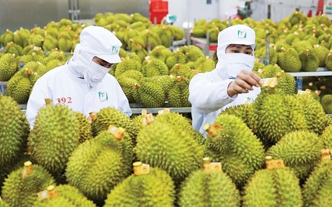 Xuất khẩu rau quả thu về hơn 2,67 tỷ USD trong 5 tháng năm 2026