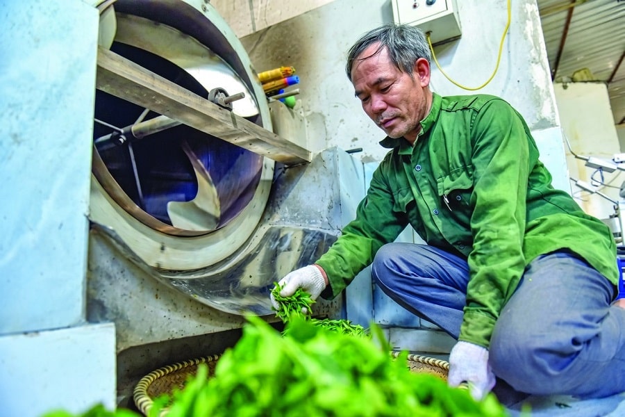 Hành trình nâng tầm thương hiệu chè Bình Sơn đạt chuẩn OCOP 4 sao