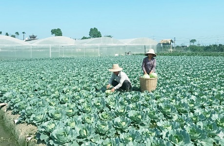 Xóa bỏ hiện tượng phân biệt sản xuất nông sản để tiêu dùng và để kinh doanh