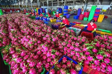 Xuất khẩu nông sản bước vào đợt “siết chuẩn” mới