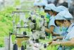 Tiêu dùng xanh: Kiến tạo sức mạnh mềm cho doanh nghiệp Việt