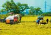 Nông nghiệp Việt trước cuộc chuyển đổi: Từ tăng sản lượng sang tăng giá trị