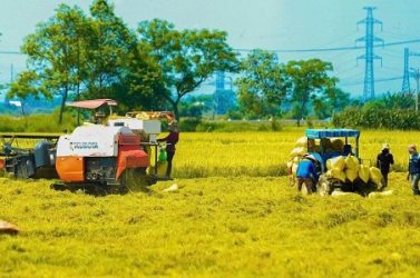 Nông nghiệp Việt trước cuộc chuyển đổi: Từ tăng sản lượng sang tăng giá trị