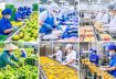 Doanh nghiệp xuất khẩu cần lưu ý loạt yêu cầu mới về an toàn thực phẩm, kiểm dịch